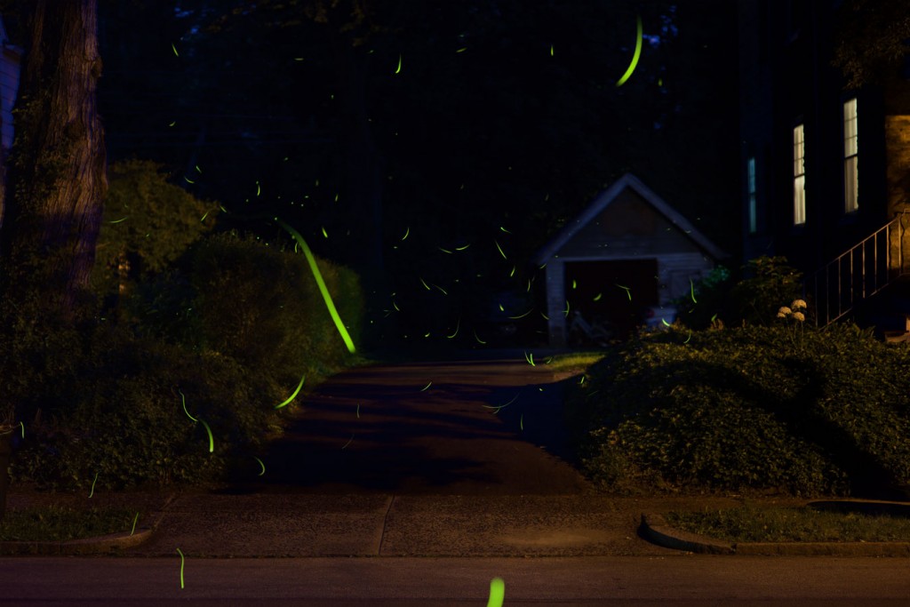 fireflies-4016